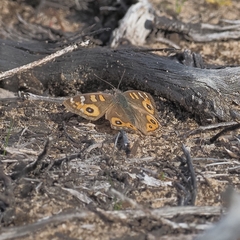 Junonia villida