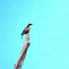 Melithreptus lunatus