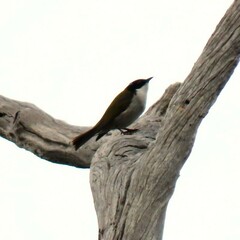 Melithreptus lunatus