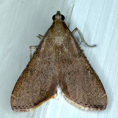 Endotricha ignealis