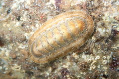 Ischnochiton cariosus