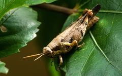 Xenocatantops humilis