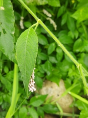 Persicaria pulchra