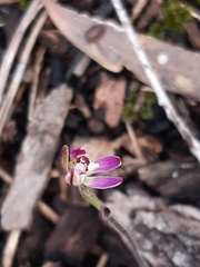 Caladenia pusilla