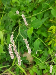 Persicaria pulchra