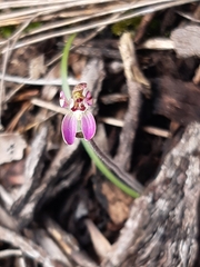 Caladenia pusilla