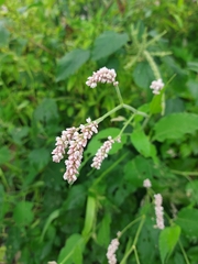 Persicaria pulchra