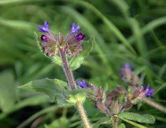 Anchusa