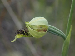 Calochilus herbaceus