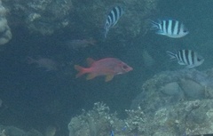 Sargocentron spiniferum