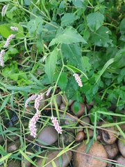 Persicaria pulchra
