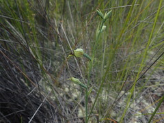 Calochilus herbaceus