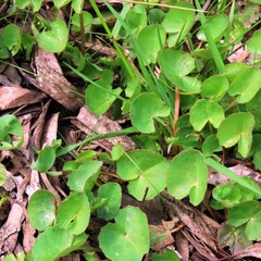 Centella cordifolia