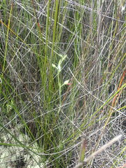 Calochilus herbaceus