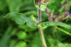 Anchusa