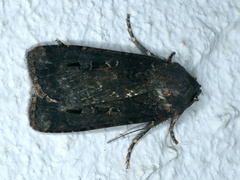 Agrotis infusa