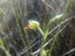 Calochilus herbaceus