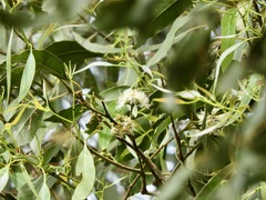 Eucalyptus strzeleckii