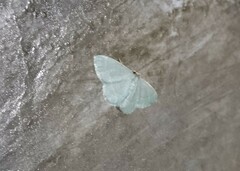 Chlorochlamys phyllinaria