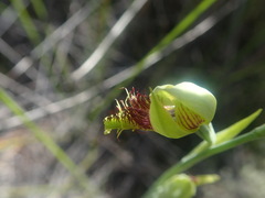 Calochilus herbaceus