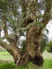 Eucalyptus strzeleckii