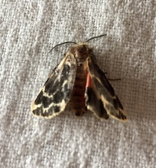 Ardices curvata