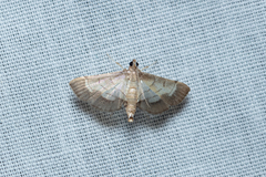 Cnaphalocrocis