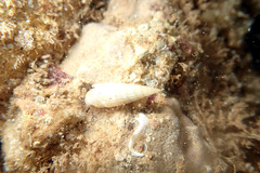 Cacozeliana granarium