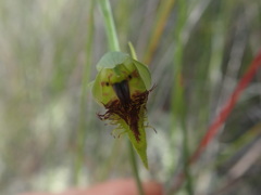 Calochilus herbaceus