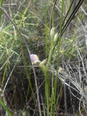 Thelymitra colensoi
