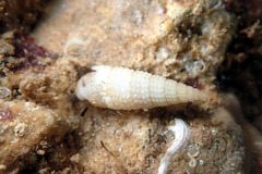Cacozeliana granarium