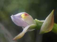 Thelymitra colensoi