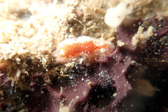 Chromodoris alternata