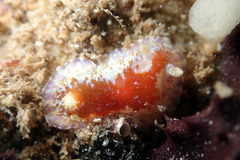 Chromodoris alternata
