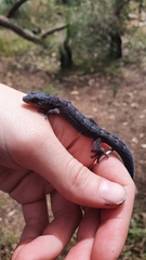 Christinus marmoratus