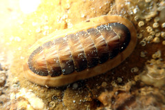 Ischnochiton torri