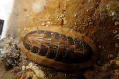 Ischnochiton torri