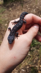 Christinus marmoratus