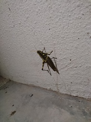 Schistocerca albolineata