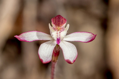Caladenia moschata