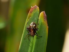 Araneus albotriangulus