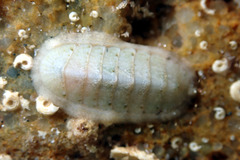 Ischnochiton