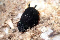 Dendrodoris arborescens
