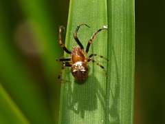 Araneus albotriangulus