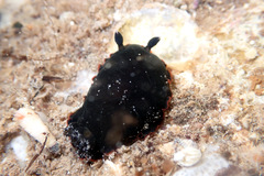 Dendrodoris arborescens