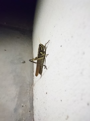 Schistocerca albolineata