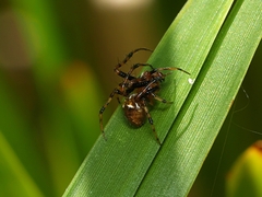 Araneus albotriangulus