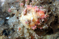 Schizophrys rufescens