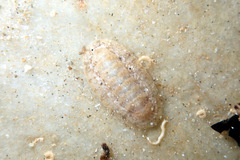 Ischnochiton variegatus