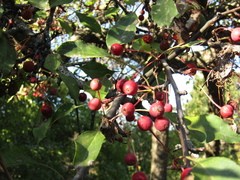 Malus floribunda